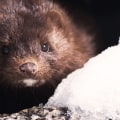 Is mink fur used for fake eyelashes?