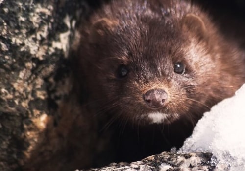 Is mink fur used for fake eyelashes?